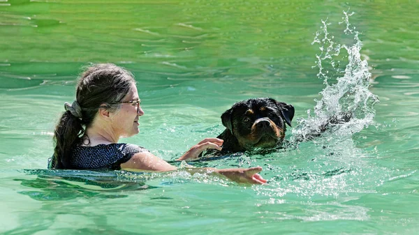 Young Rottweiler Playing Swimming Swimming Pool — Stok fotoğraf