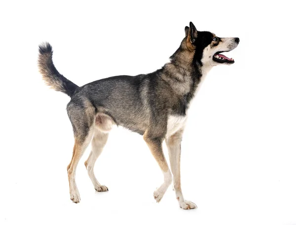 Young Siberian Husky Front White Background — Stock Photo, Image