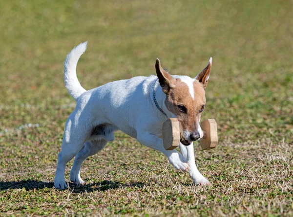 Jack Russel Terrier Traint Voor Gehoorzaamheidswedstrijd Een Club — Stockfoto