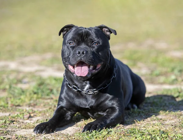 Valp Staffordshire Tjur Terrier Gratis Trädgård — Stockfoto
