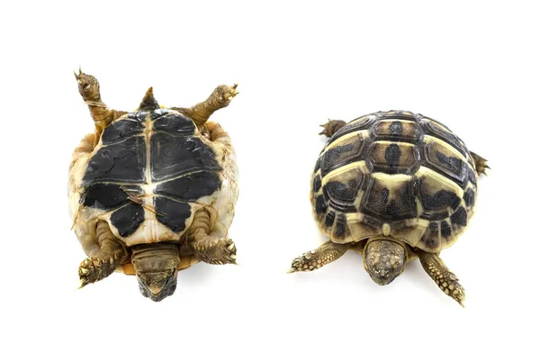 Żółw Hermanna Przed Białym Tłem — Zdjęcie stockowe