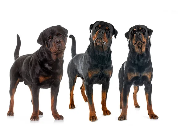 Purebred Rottweilers Front White Background — Stock Photo, Image