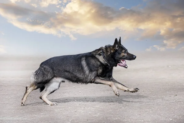 Junge Schäferhunde Trainieren Der Natur Für Obedience — Stockfoto