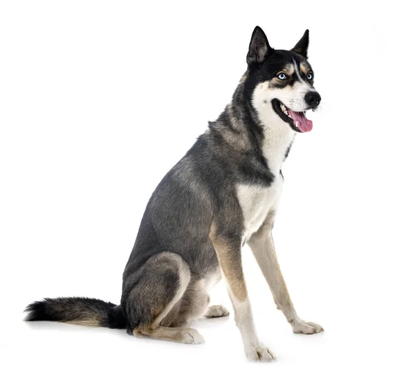 Young Siberian Husky Front White Background — Stock Photo, Image