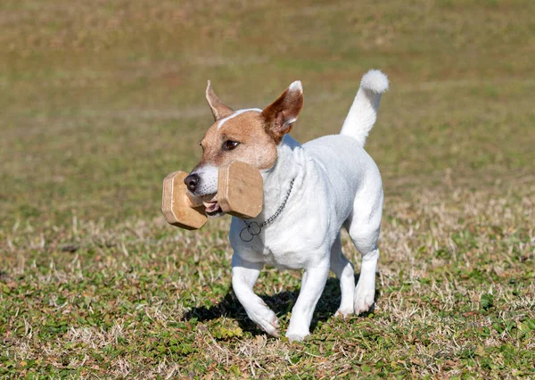 Jack Russel Terrier Trainiert Für Gehorsamswettbewerb Verein — Stockfoto