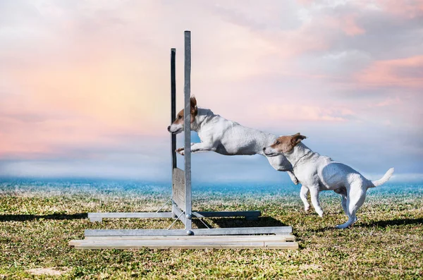 Jack Russell Terrier Trenuje Zawodów Posłuszeństwa Klubie — Zdjęcie stockowe