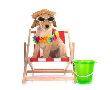 Beyaz arka planda köpek yavrusu Labrador Retriever