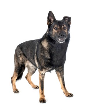 Beyaz arka planda kıdemli Alman çoban köpeği.