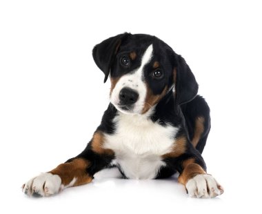 Yavru Appenzeller Sennenhund beyaz arkaplan önünde