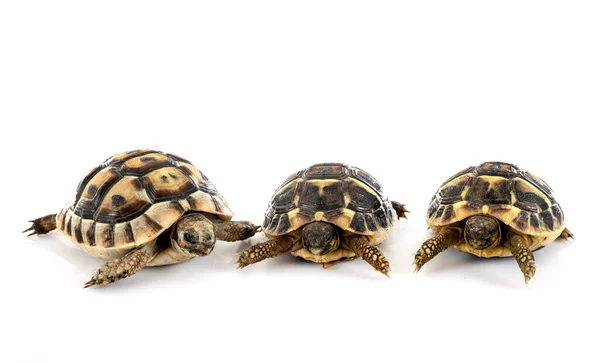 Griechische Schildkröte Und Hermanns Schildkröte Vor Weißem Hintergrund — Stockfoto