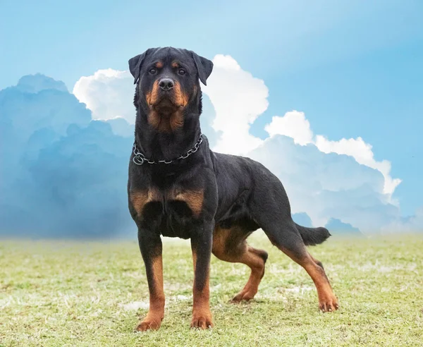 Young Rottweiler Stayingin Nature Summer — Foto de Stock