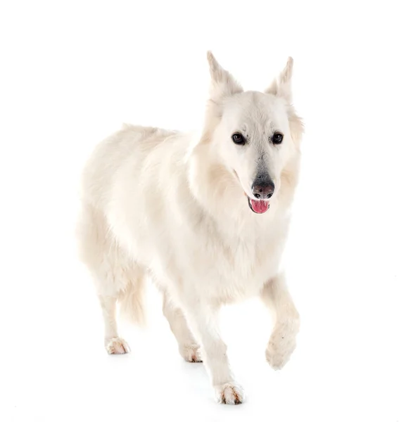 White Swiss Shepherd Dog Voor Witte Achtergrond — Stockfoto
