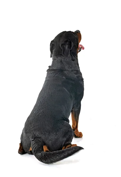 Beyaz Arkaplan Önünde Safkan Rottweiler — Stok fotoğraf