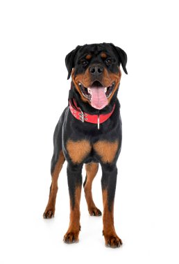 Beyaz arkaplan önünde safkan rottweiler