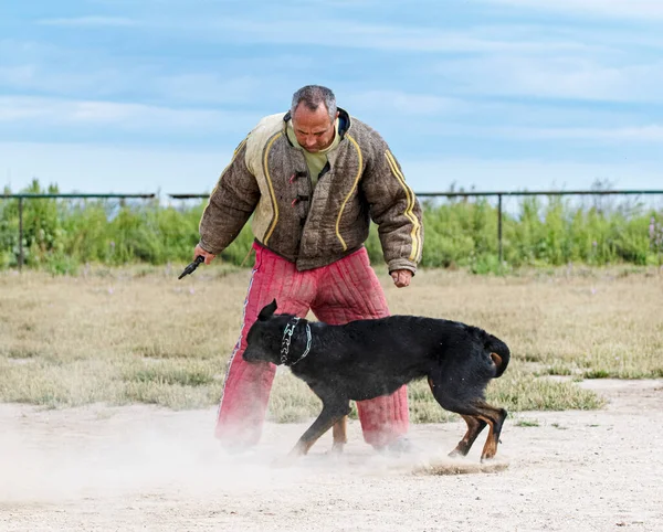 Sheepdog Van Beauce Training Natuur Voor Veiligheid — Stockfoto
