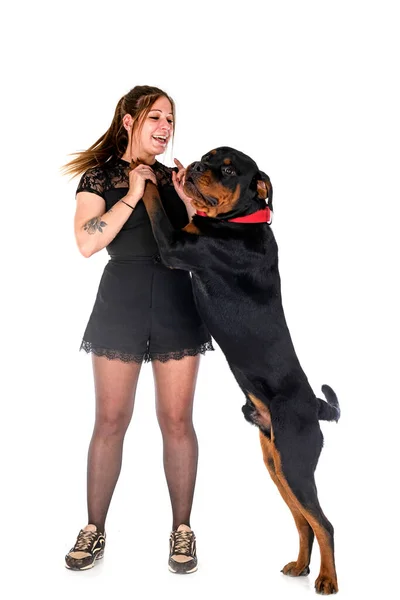 Rottweiler Raça Pura Mulher Frente Fundo Branco — Fotografia de Stock