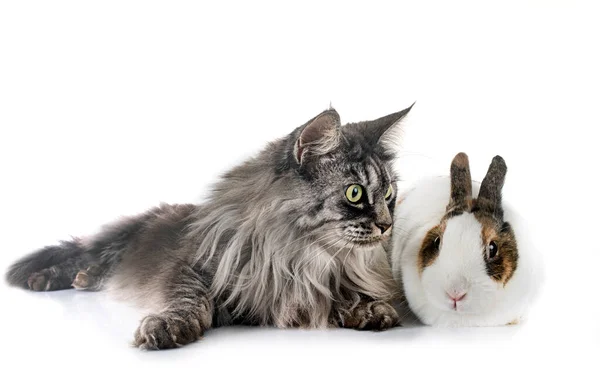 Rex Kaninchen Und Katze Vor Weißem Hintergrund — Stockfoto