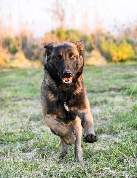 冬季在大自然中奔跑的马利诺犬 — 图库照片