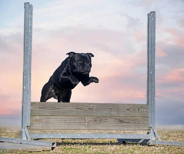 Staffordshire Tjur Terrier Hoppar Ett Staket För Lydnad Disciplin — Stockfoto