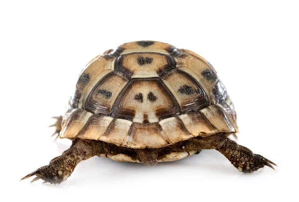Beyaz Arkaplan Önünde Yunan Kaplumbağası — Stok fotoğraf