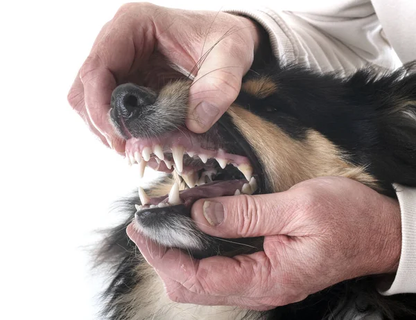 Зубы Грубой Колли Белом Фоне — стоковое фото