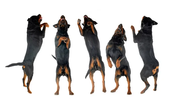 纯种的Rottweilers跳到白色背景前面 — 图库照片