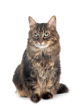 Maine Rakun Kedisi beyaz arkaplanın önünde