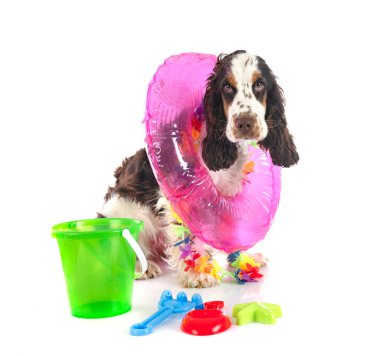 Beyaz arka plan önünde İngiliz yavru horoz İspanyol