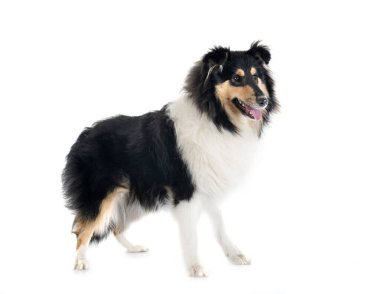 Beyaz arkaplan önünde genç kaba çoban köpeği