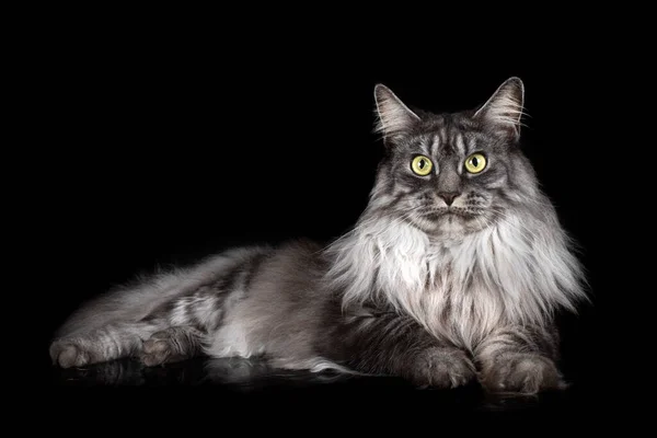 stock image maine coon cat in front of black, background