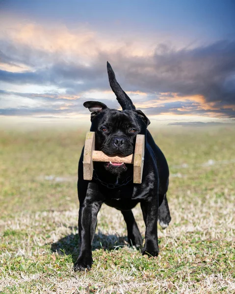 Staffordshire Bullterrier Holt Eine Hantel Für Die Gehorsamsdisziplin — Stockfoto