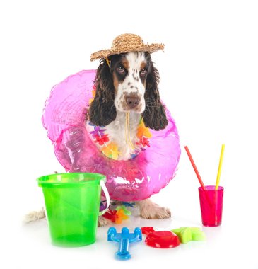 Beyaz arka plan önünde İngiliz yavru horoz İspanyol