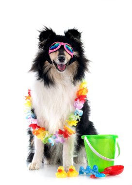 Beyaz arkaplan önünde genç kaba çoban köpeği