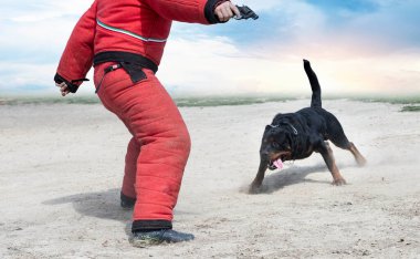 Genç Rottweiler koruma sporu ve polis eğitimi alıyor.