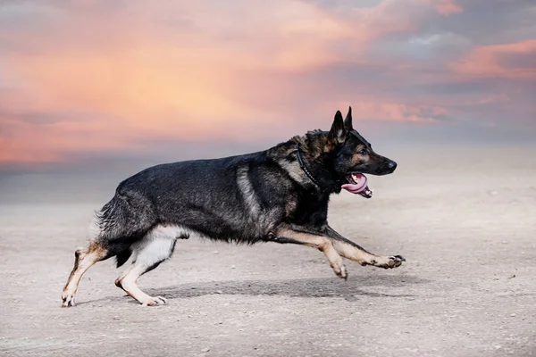 Taat Için Doğadaki Genç Alman Çoban Köpeği Eğitimi — Stok fotoğraf