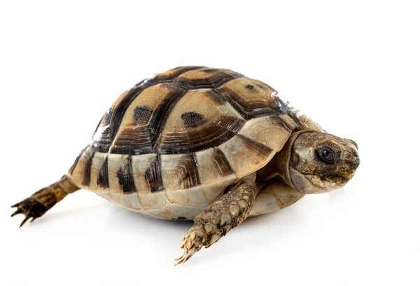 Beyaz Arkaplan Önünde Yunan Kaplumbağası — Stok fotoğraf