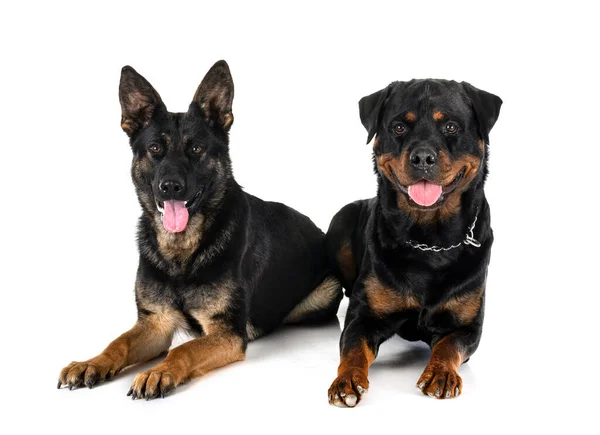 Young German Shepherd Rottweiler Front White Background — Stock Photo, Image