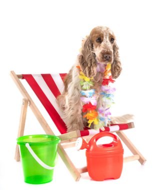 Beyaz arka plan önünde İngiliz yavru horoz İspanyol