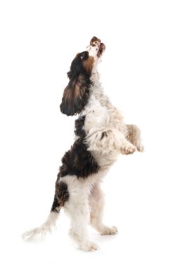 Beyaz arka plan önünde İngiliz yavru horoz İspanyol