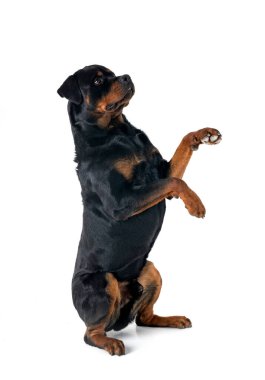 Beyaz arkaplan önünde safkan rottweiler