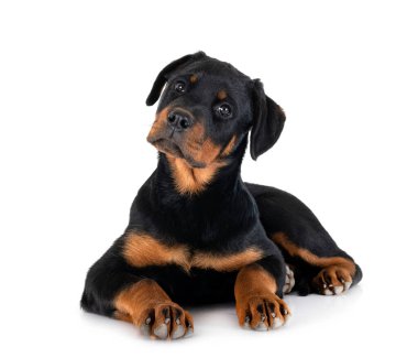 Beyaz arkaplan önünde köpek yavrusu rottweiler