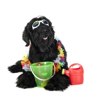 Beyaz arkaplan önünde dev Schnauzer