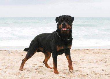 Genç Rottweiler baharda sahilde koşuyor.