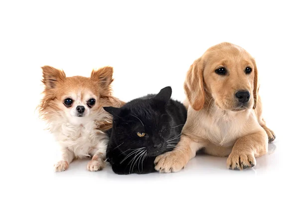 子犬のラブラドール検索 Chihuahuaと白い背景の前に猫 — ストック写真
