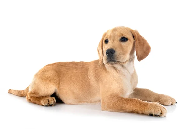 Puppy Labrador Retriever Voorkant Van Witte Achtergrond — Stockfoto