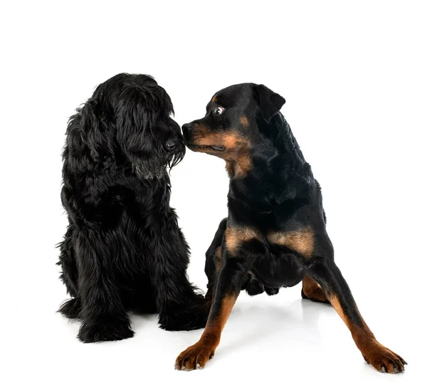 白色背景前的巨无霸Schnauzer和Rottweiler — 图库照片