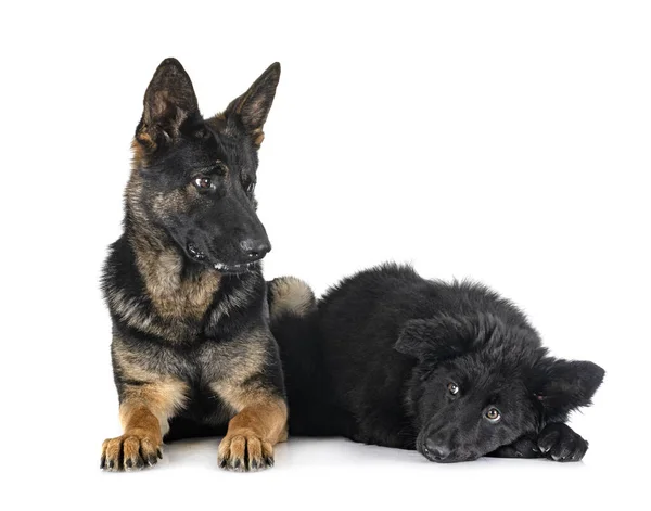 Young German Shepherds Front White Background — Stock Photo, Image