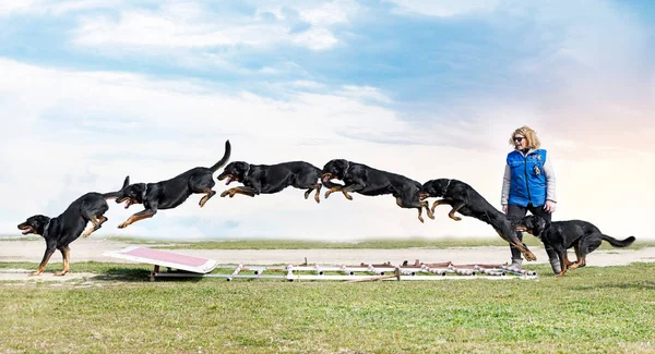 Französischer Schäferhund Trainiert Der Für Den Wettkampf — Stockfoto