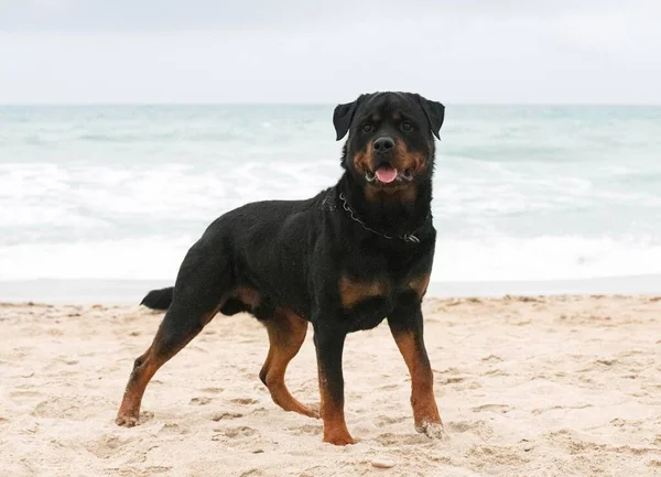 Νεαρός Rottweiler Τρέχει Στην Παραλία Την Άνοιξη — Φωτογραφία Αρχείου