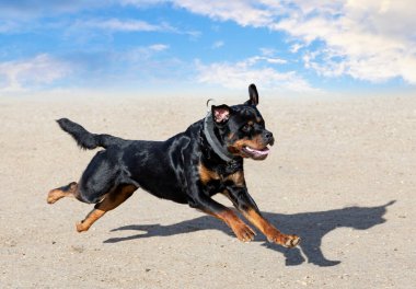 Genç Rottweiler koruma sporu ve polis eğitimi alıyor.